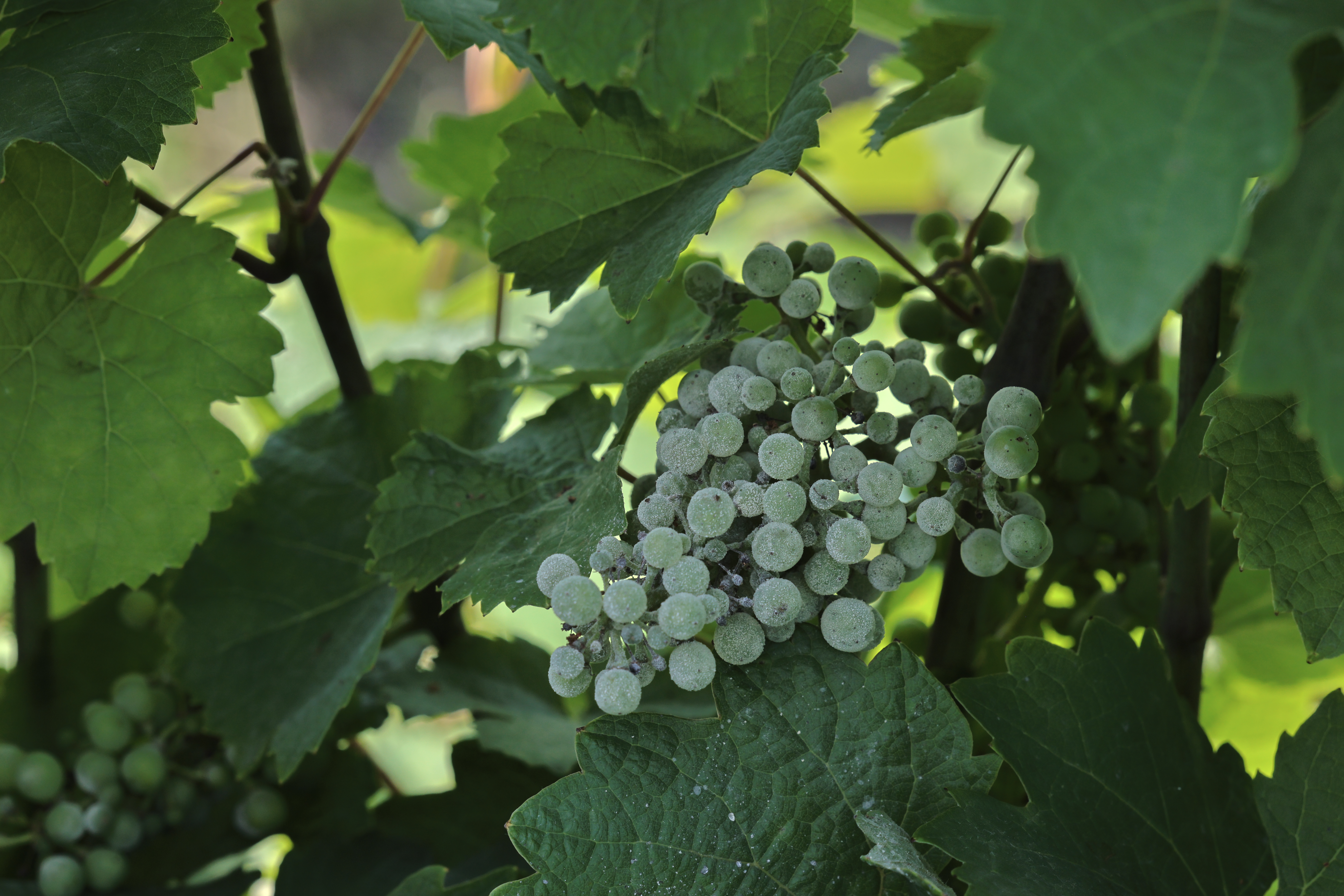 Downy mildew on Chardonnay grapes. Grapes have a fuzzy gray color to them.